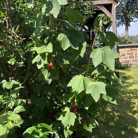 Le Goupil Affittacamere Wavre