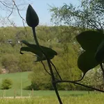 Le Goupil 4*